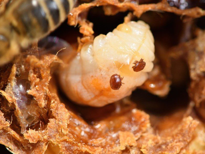 Varroa mite control