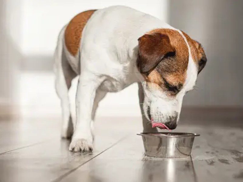Cold-pressed dog food is ensures you dog gets all the nutrients it needs.