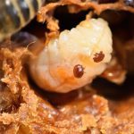 Varroa mite control