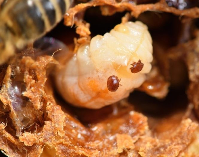 Varroa mite control