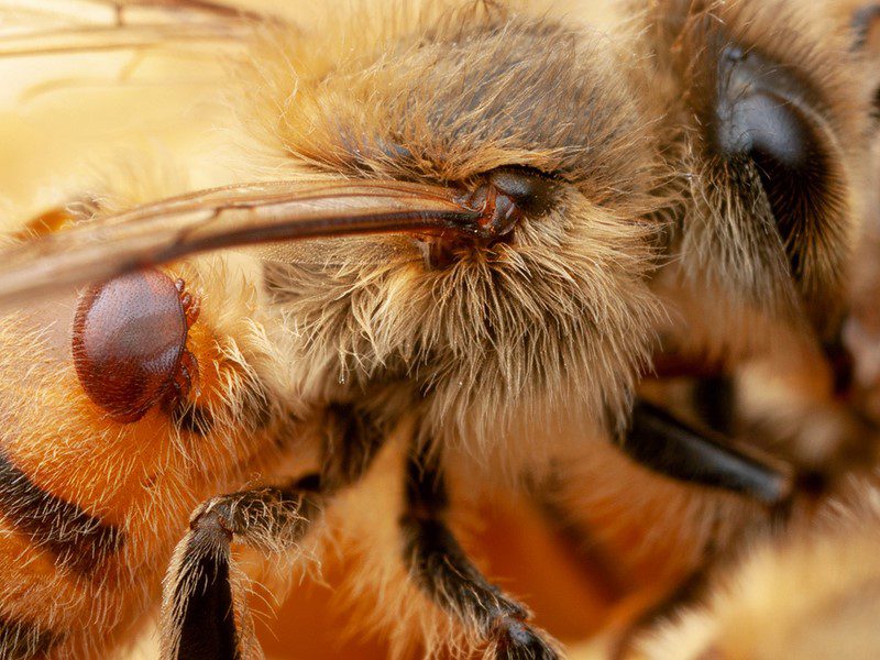 Varroa mite control for healthy bees