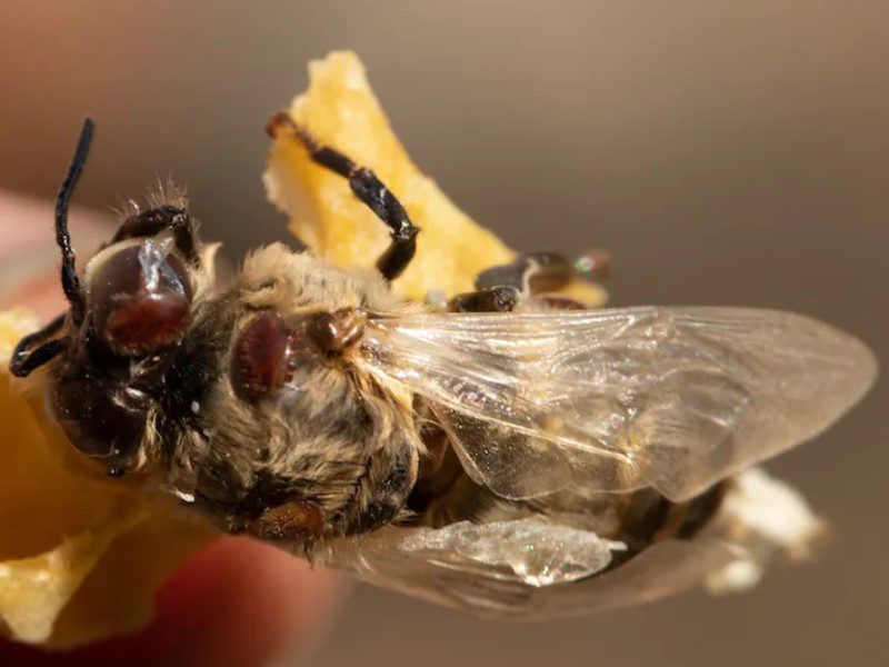 varroa mite control to prevent death of the bees